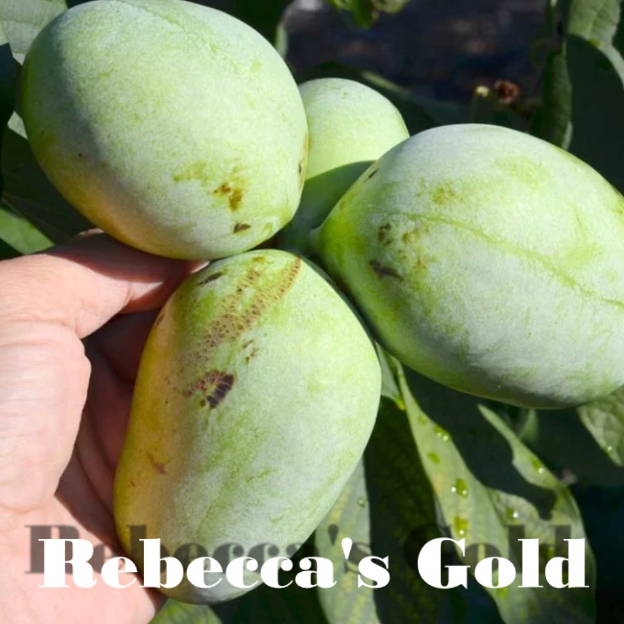 Rebeccas-Gold photo 1