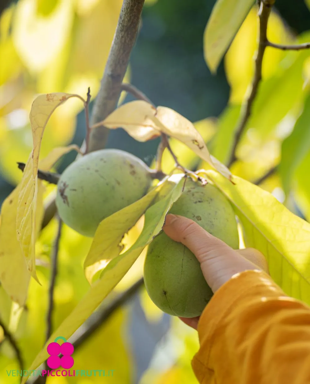 Rebeccas-Gold photo 2