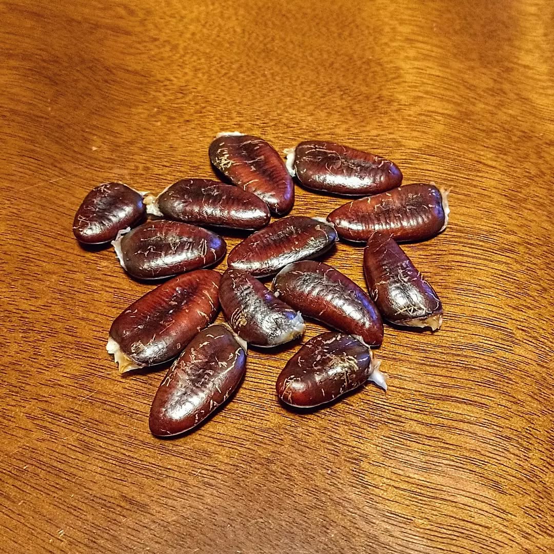 Rebeccas-Gold photo 5