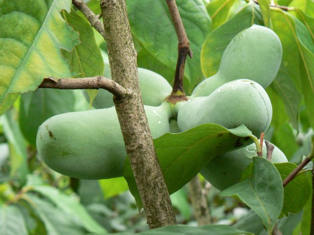 Rebeccas-Gold photo 6