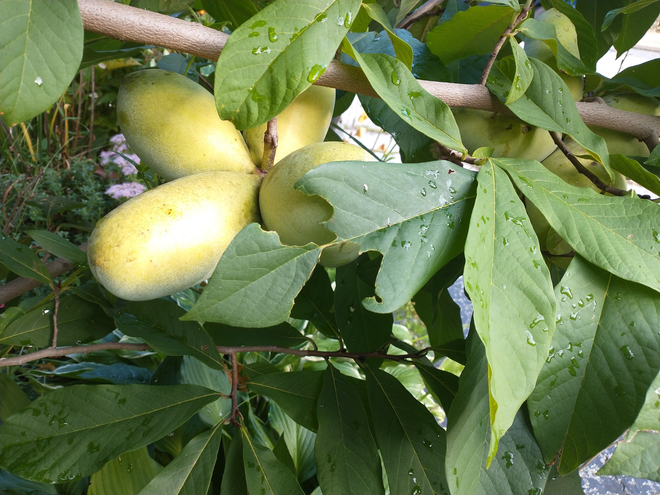 Saa-Overleese photo 1