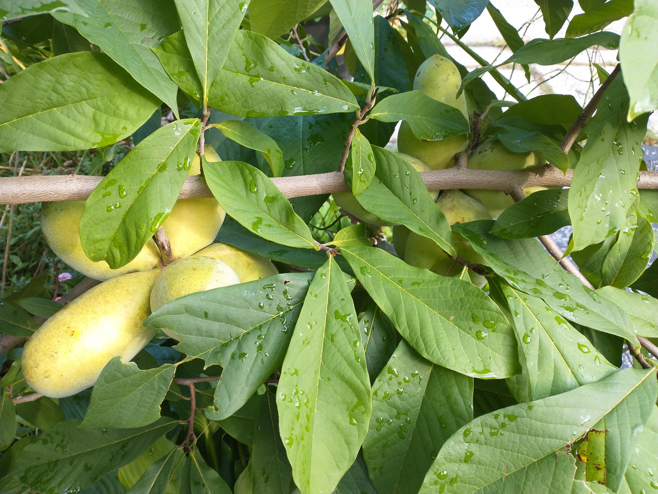 Saa-Overleese photo 2