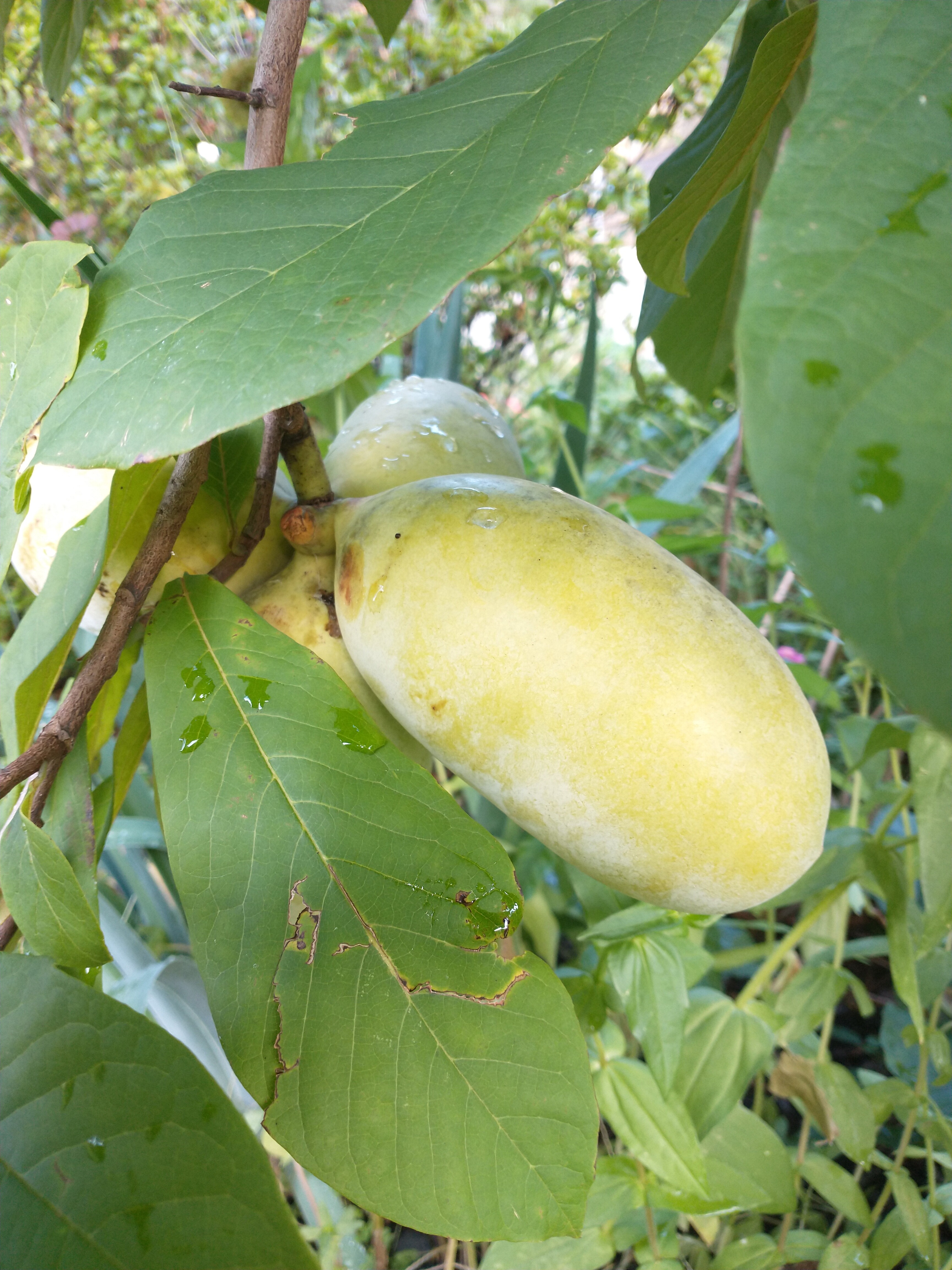 Saa-Overleese photo 4