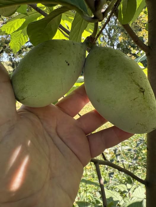 Summer-Delight photo 1