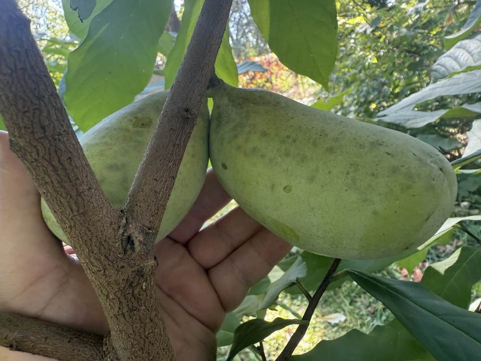 Summer-Delight photo 2