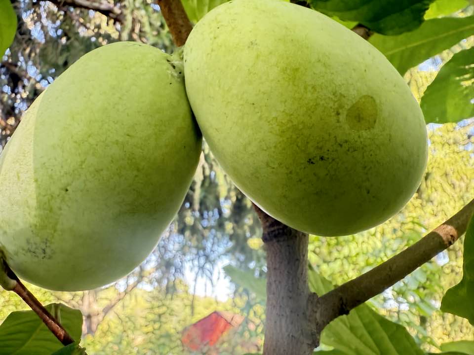 Summer-Delight photo 3