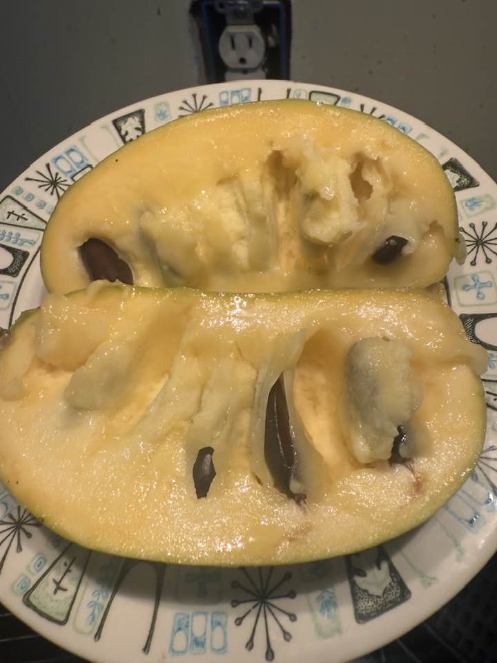 Summer-Delight photo 4