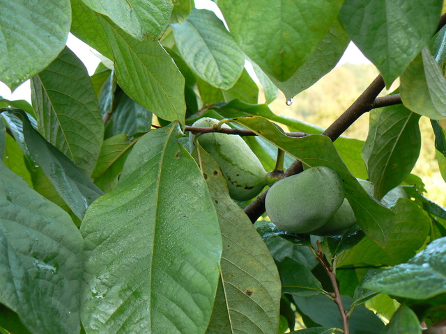 Summer-Delight photo 6