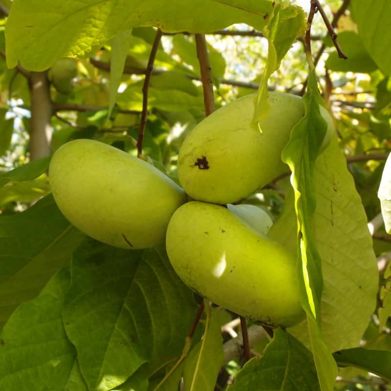 Summer-Delight photo 7