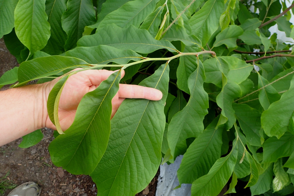 Summer-Delight photo 8