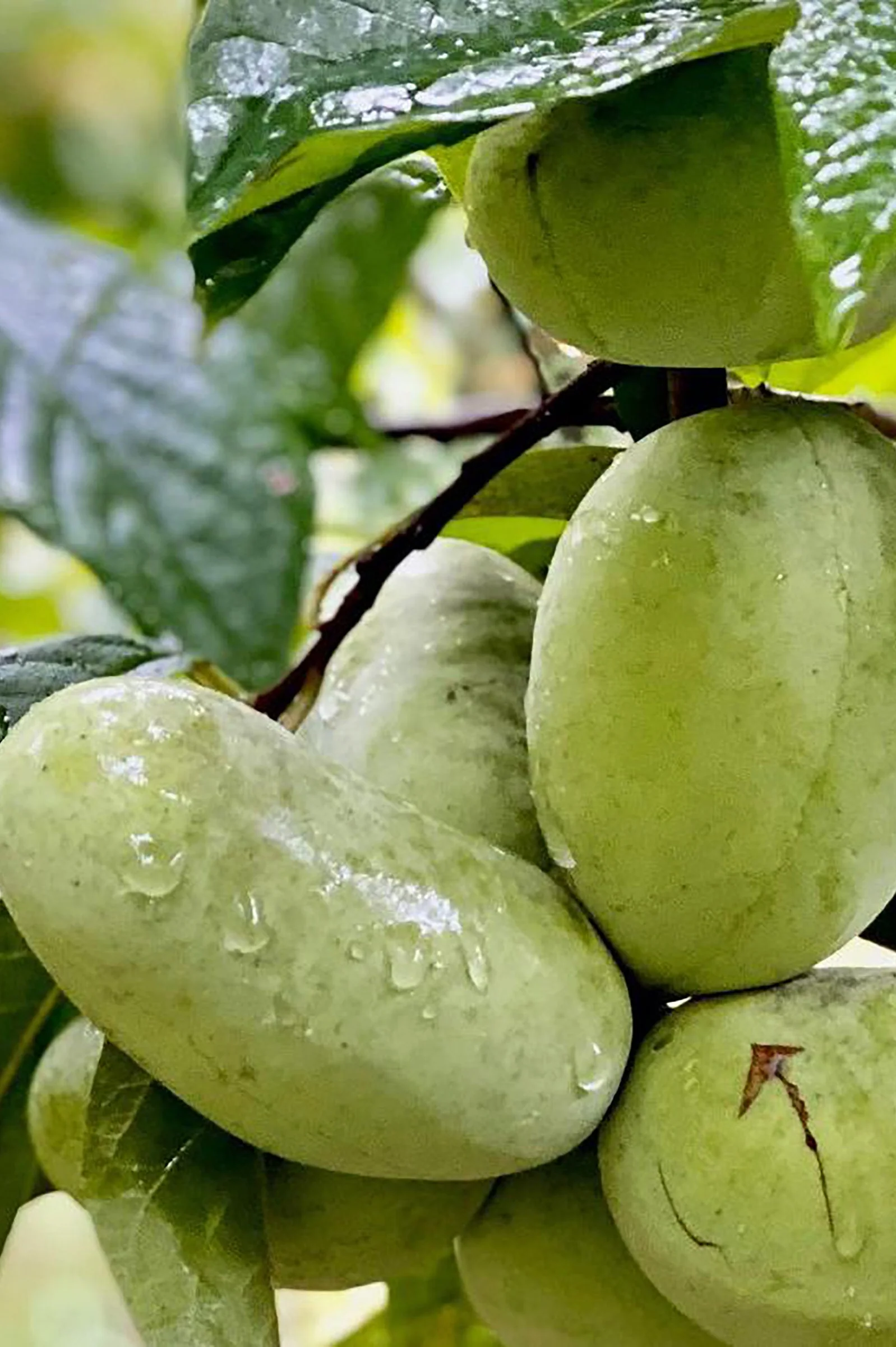 Tallahatchie-10-35 photo 4