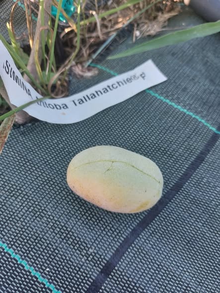 Tallahatchie-10-35 photo 5