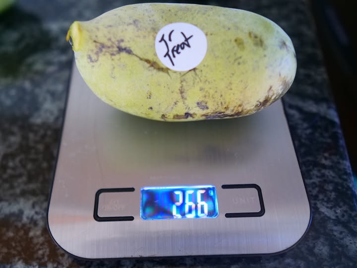 Tropical-Treat photo 1