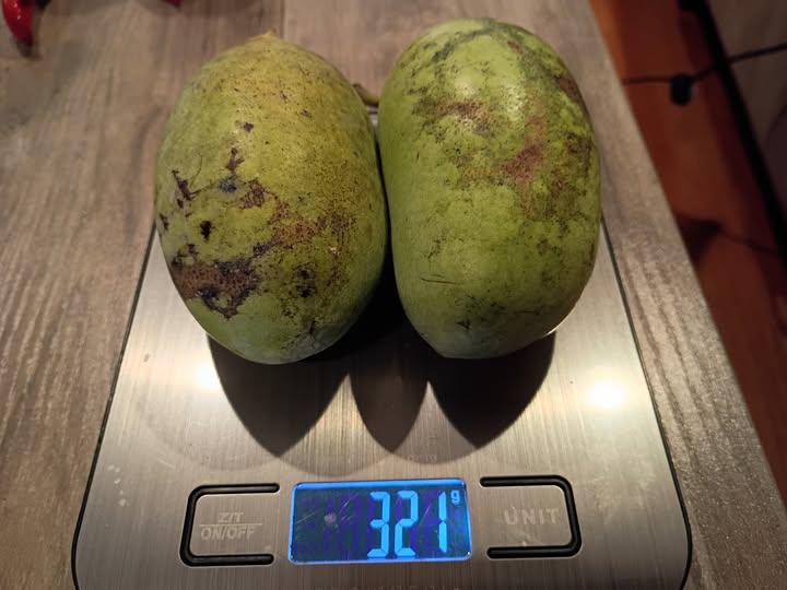 Tropical-Treat photo 2